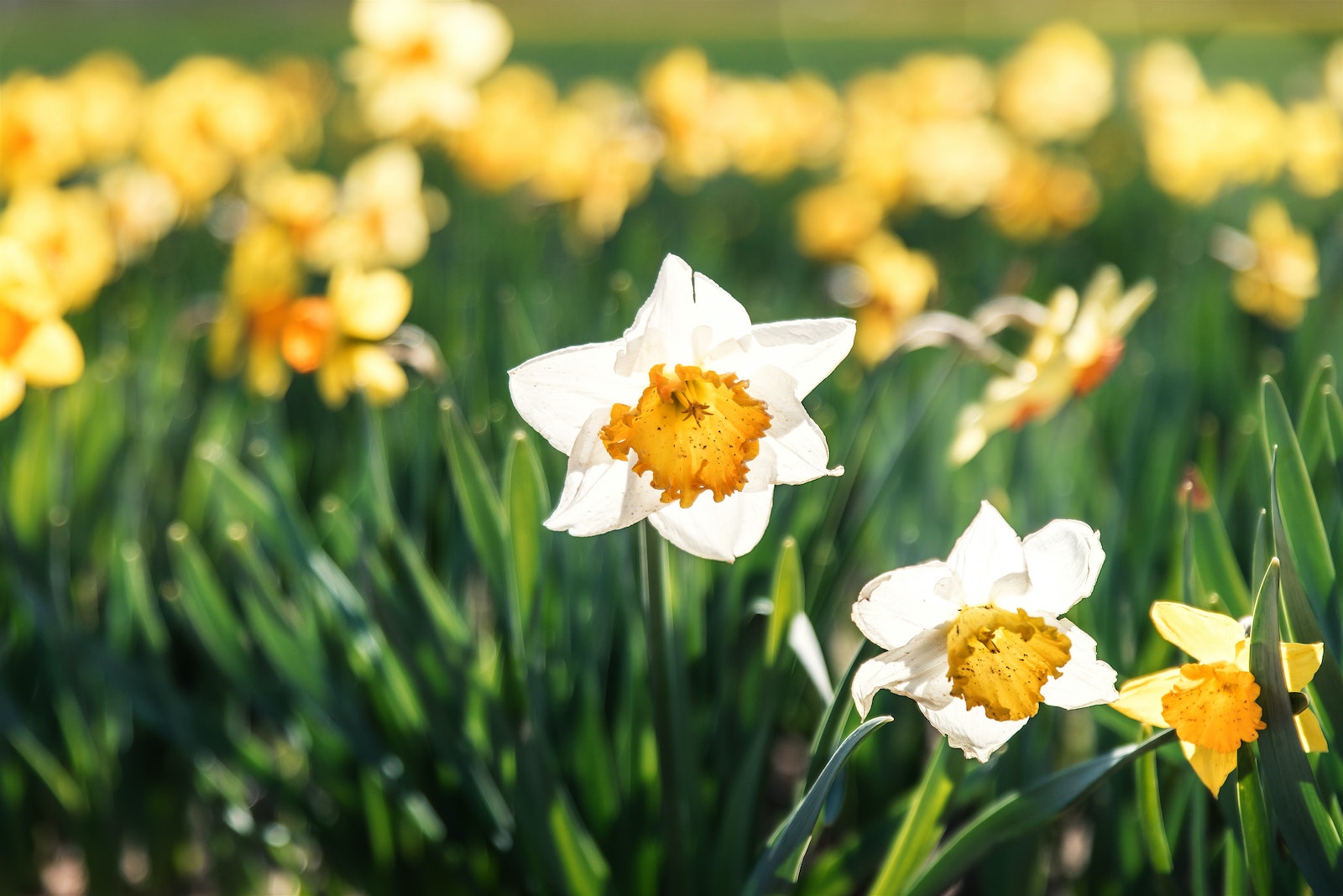 Daffodils